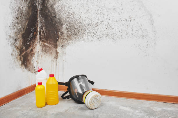 Best Commercial Mold Removal  in Winfield, IL