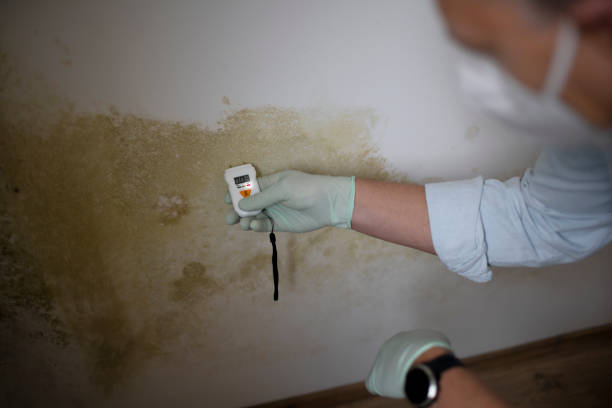 Best Toxic Mold Removal  in Winfield, IL